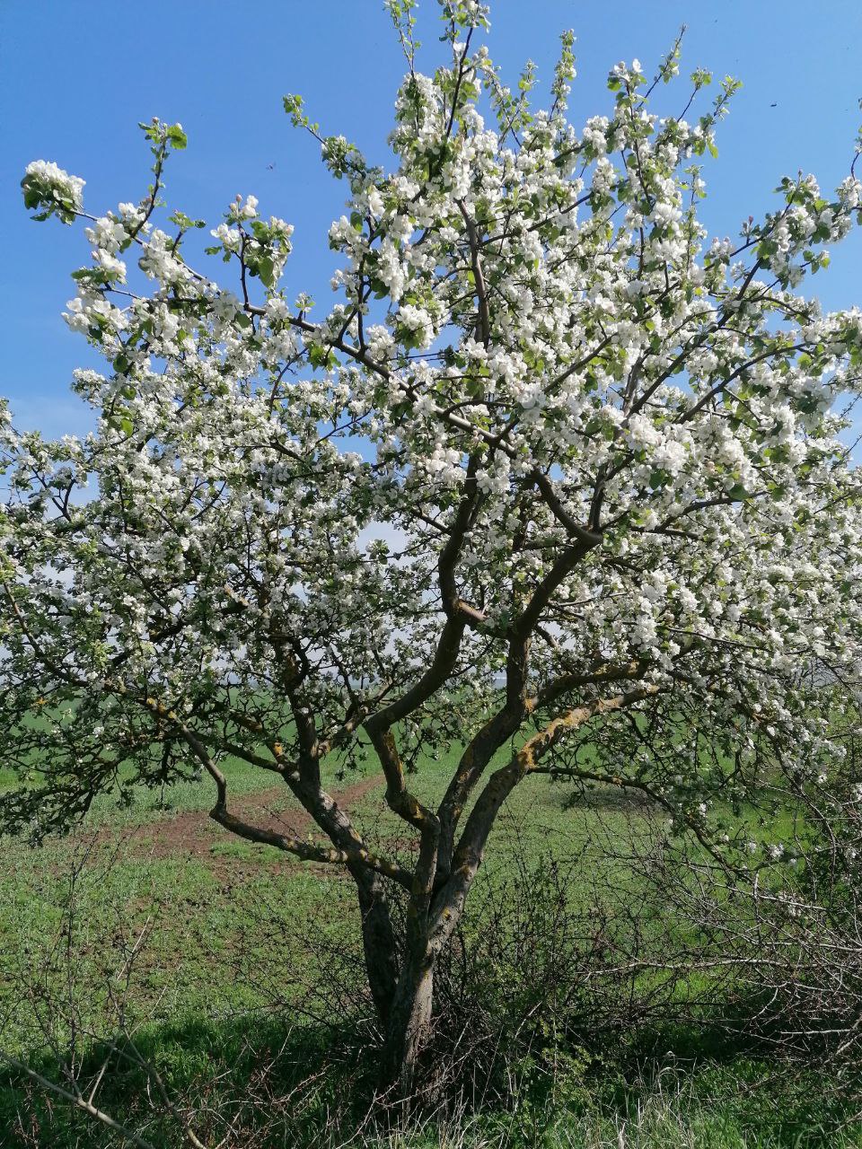 Ostern weier Baum.jpg